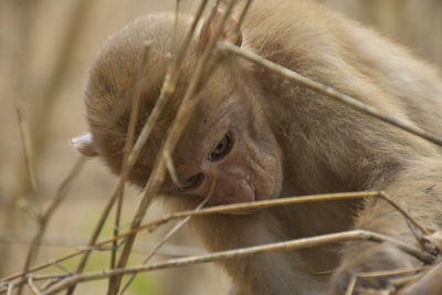 Close-up of a monkey