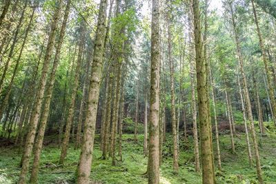 Pine trees in forest