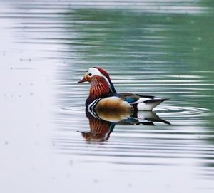 Duck swimming in lake