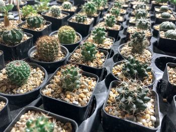 High angle view of potted plants