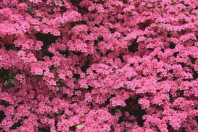 Full frame shot of pink flowers