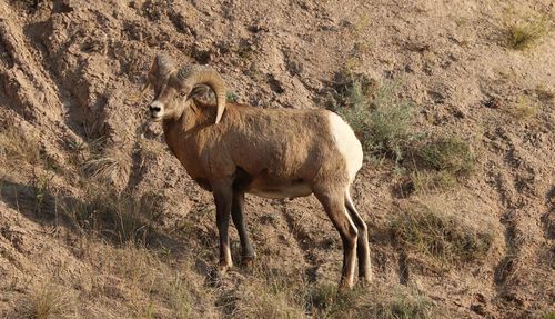 Portrait of bighorn sheep standing on field