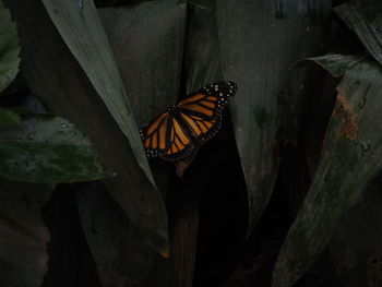 Close-up of butterfly on leaf