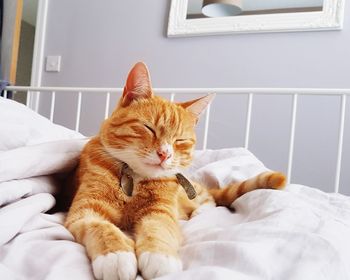 Cat relaxing on bed at home