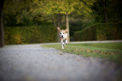 Beagle runs free in a park