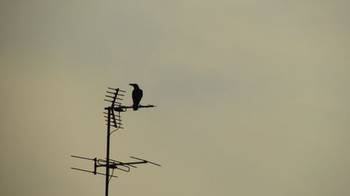 Low angle view of bird perching on a pole