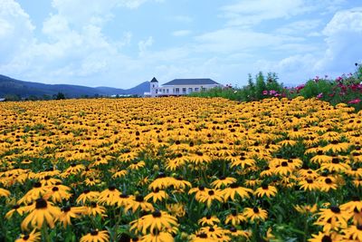 Scenic view of yellow flowering plants on field against sky