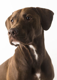 Close-up of dog against white background