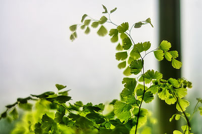 Close-up of leaves