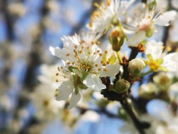 Close-up of white flowering tree