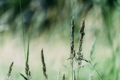 Close-up of wheat growing on field