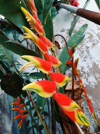 Close-up of red flowering plant