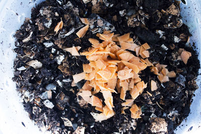 High angle view of mushrooms on dry leaves