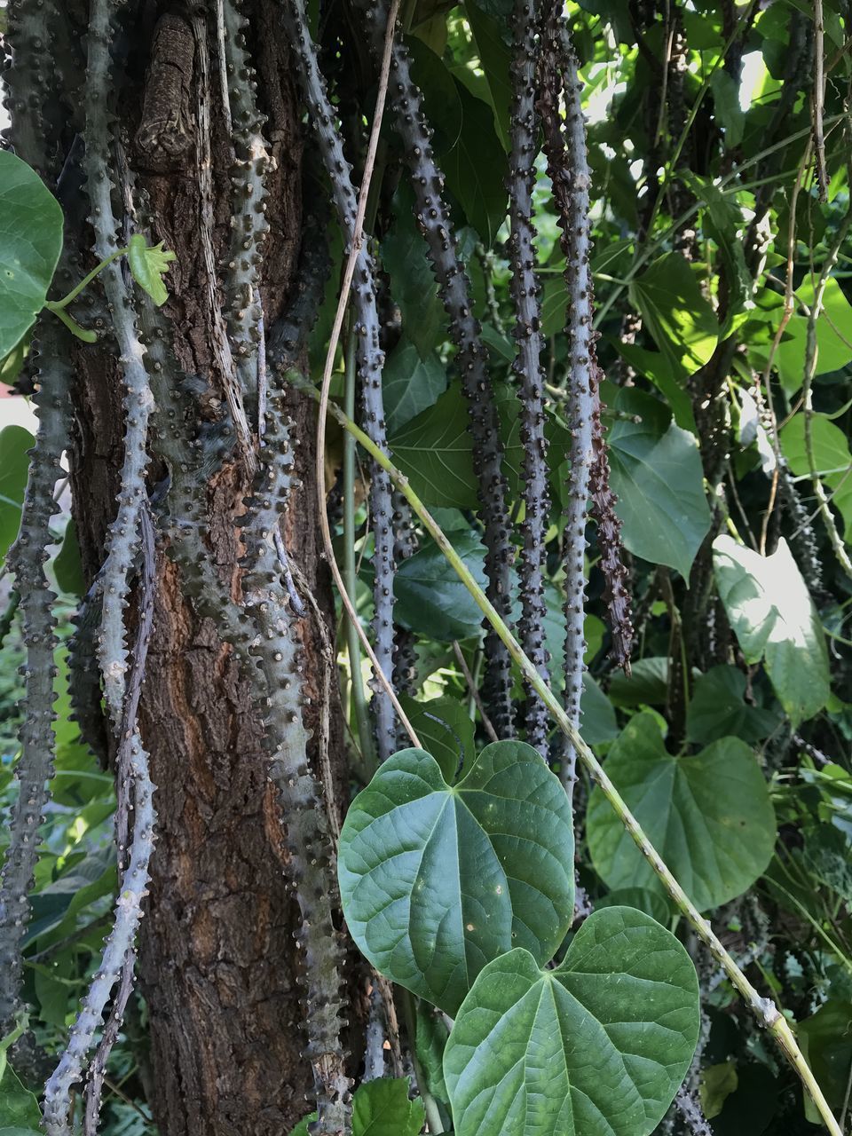 CLOSE-UP OF TREE TRUNK