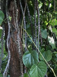 Close-up of ivy growing on tree trunk