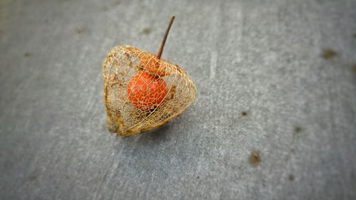 Close-up of fruit