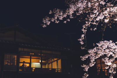 Low angle view of cherry blossom at night