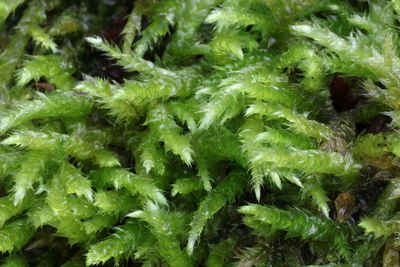 Full frame shot of green leaves