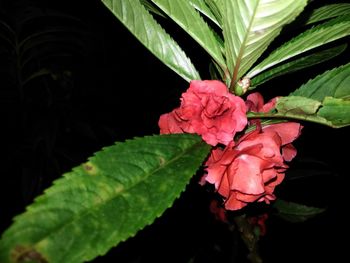 Close-up of pink flowering plant