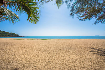 Palm trees on beach against sky