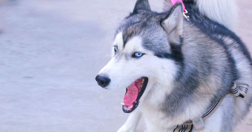 Close-up of dog sticking out tongue