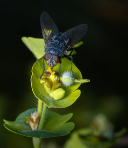 A pollinator insect, a fly, perches on a green leaf in macro photography