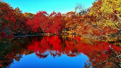 Reflection of trees in water