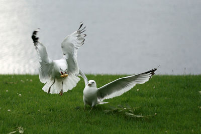 Birds on grass