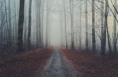 Dirt road amidst trees in forest during autumn