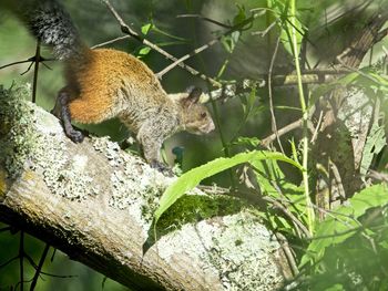Closeup of a bushy tailed guayaquil squirrel running along tree branch in vilcabamba, ecuador.