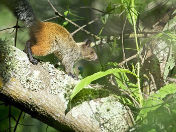 Close-up of squirrel on tree