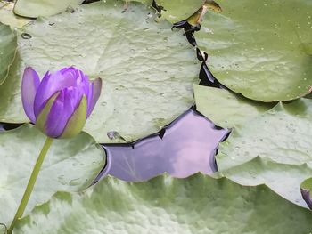 Close-up of flowers in water