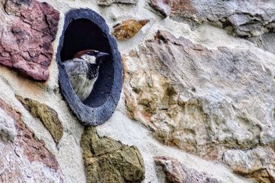 Close-up of a bird on rock