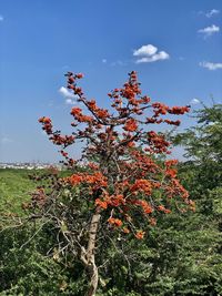 Low angle view of flowering plants on field against sky