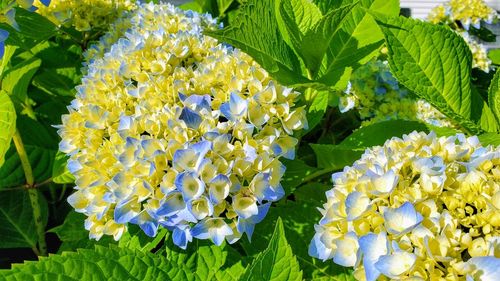 Close-up of flowering plants in garden