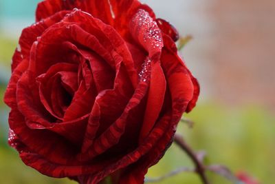 Close-up of red rose blooming outdoors