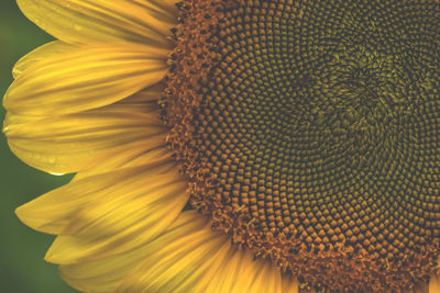 Close-up of sunflower