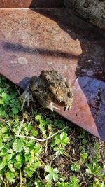 High angle view of frog on plant