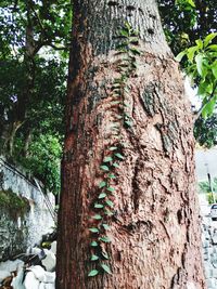 Close-up of tree trunk in forest