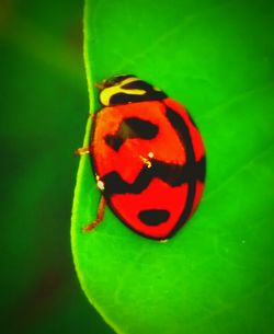 Close-up of ladybug on leaf