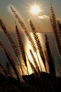 Close-up of silhouette plants against sunset sky