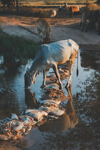 View of two dogs drinking water at lakeshore