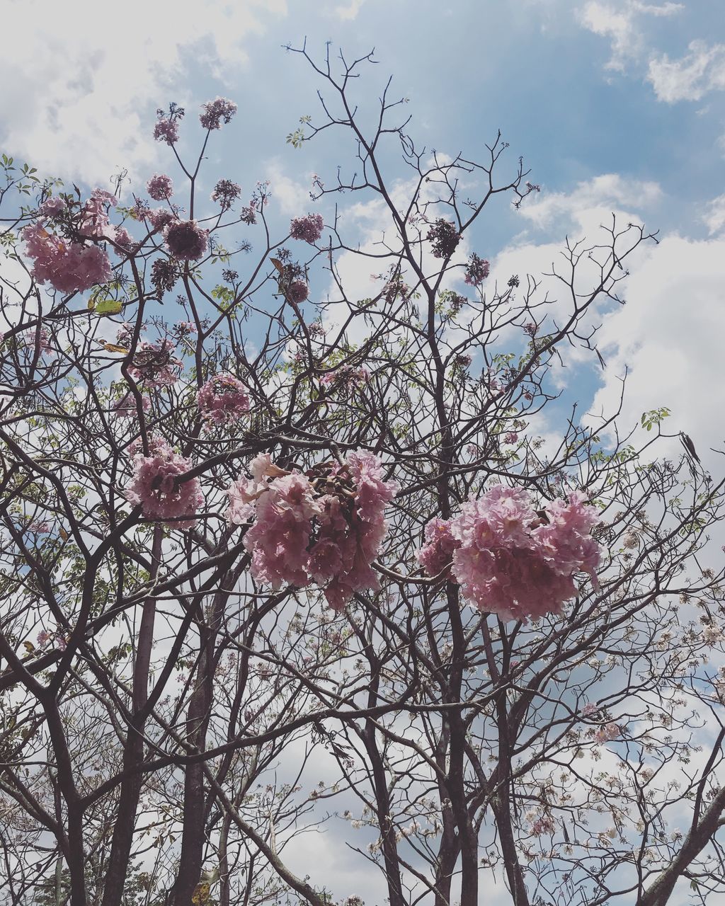 LOW ANGLE VIEW OF PINK CHERRY BLOSSOMS AGAINST SKY