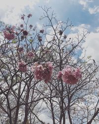 Low angle view of cherry blossoms against sky