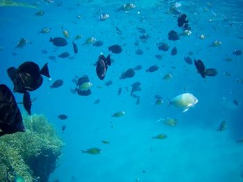 Beautiful tropical fish, marsa alam, egypt