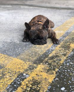 Close-up of a dog on street