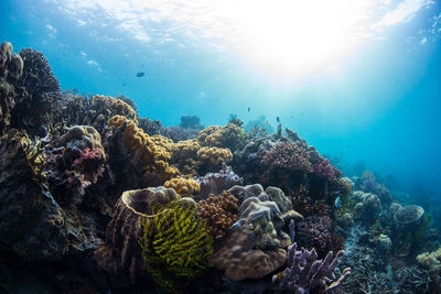 View of coral in sea