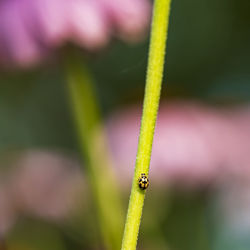 Close-up of insect on plant