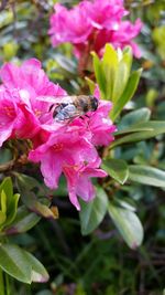 Close-up of pink flowers