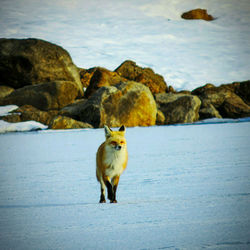 Fox walking near rocks